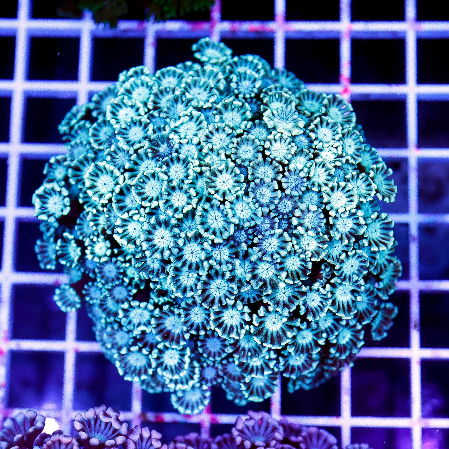 Alveopora Coral 2.75" WYSIWYG