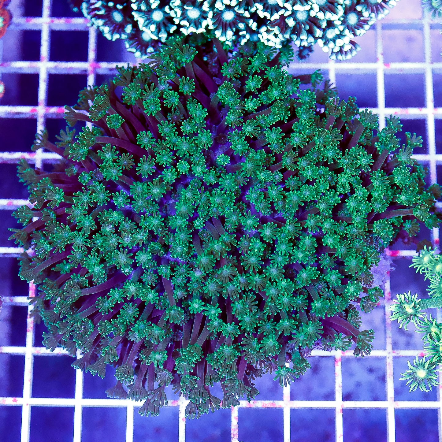 Alveopora Coral 4" WYSIWYG