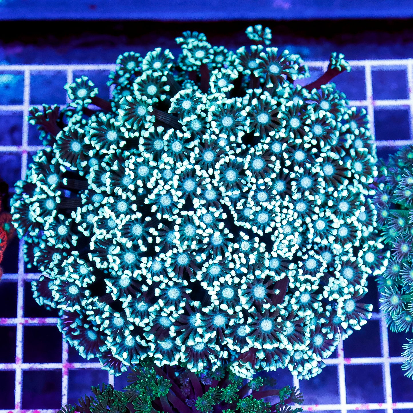Alveopora Coral 4" WYSIWYG