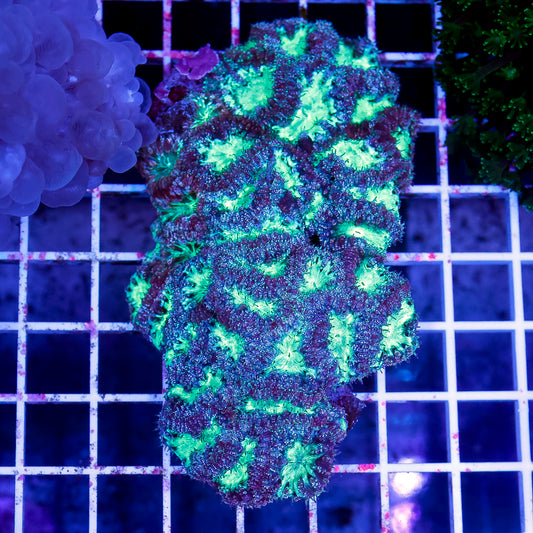 Blastomussa Coral Indonesia 3.5" WYSIWYG