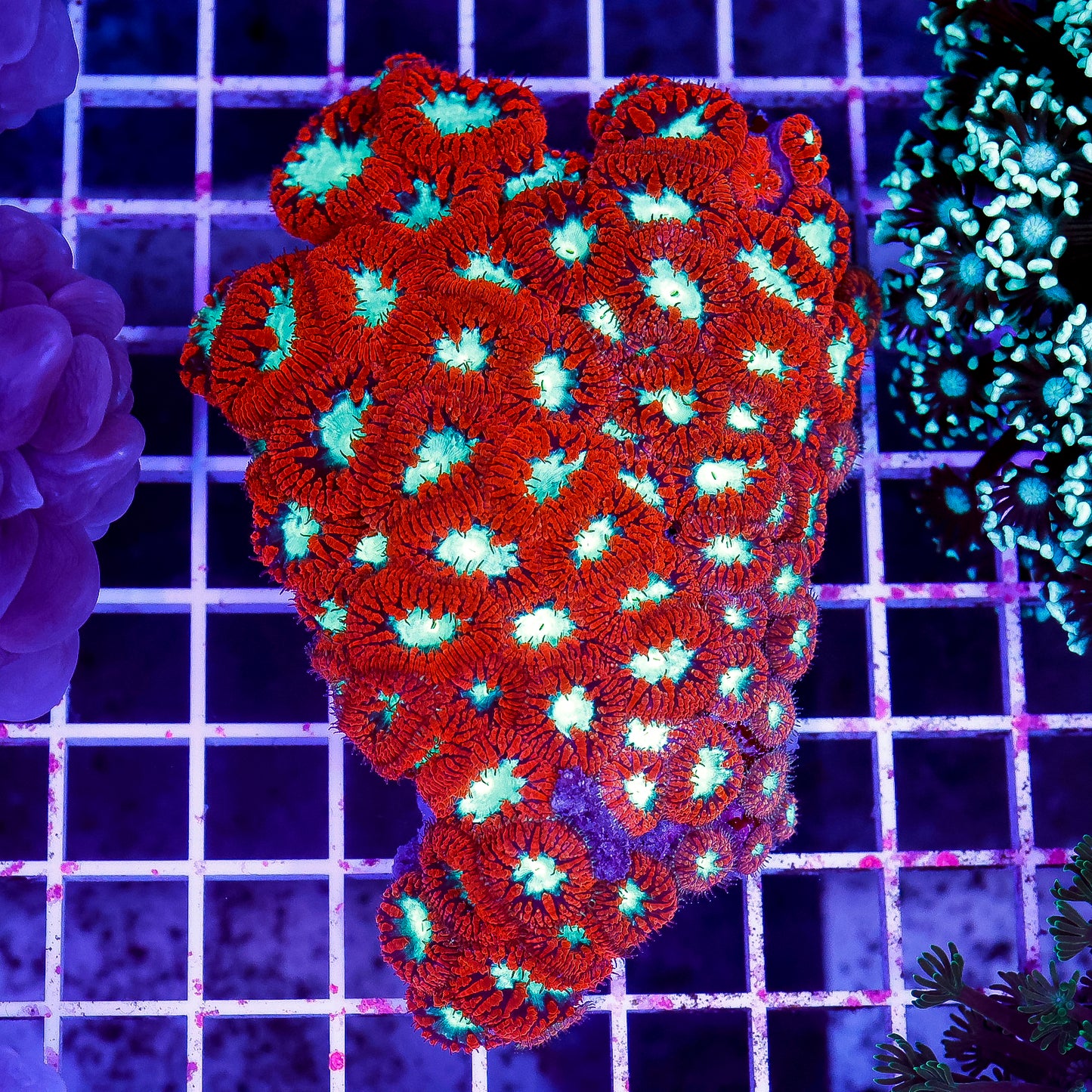 Blastomussa Coral Australia 3.5" WYSIWYG