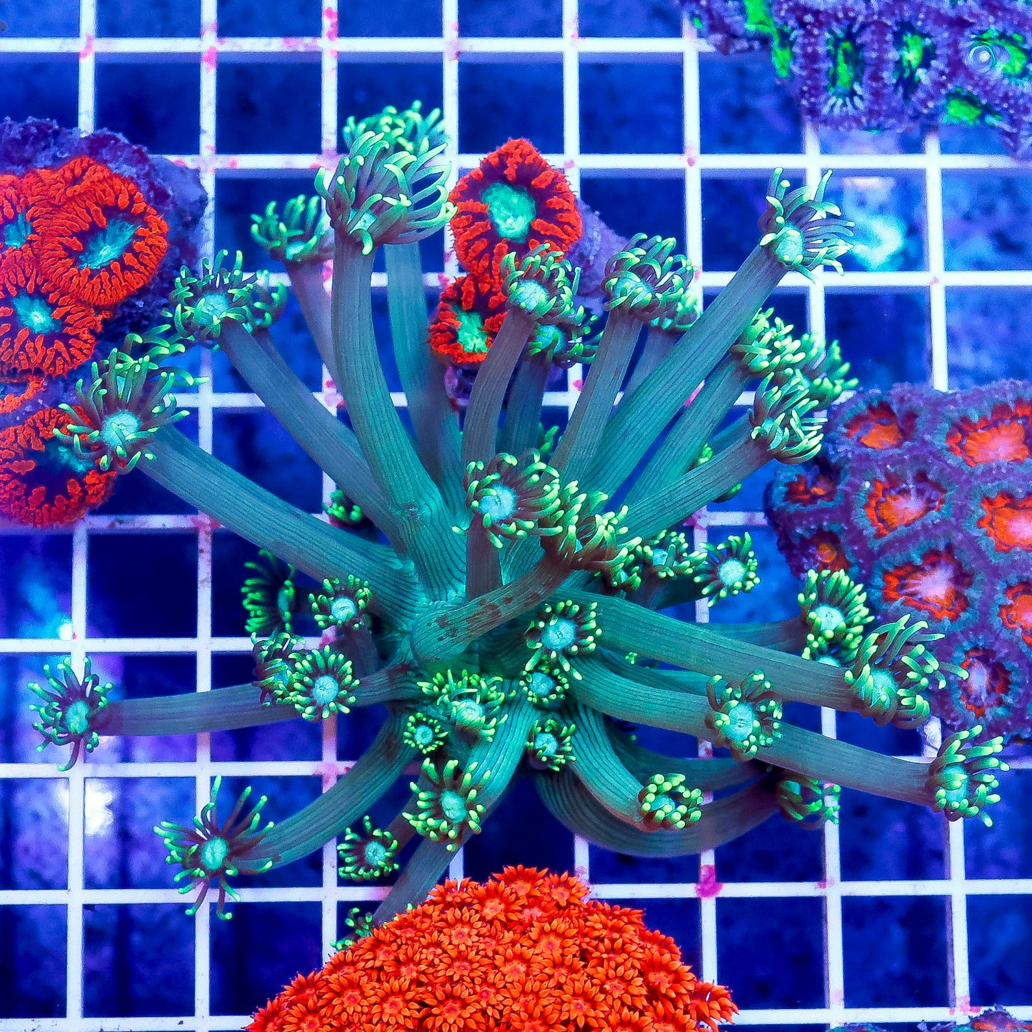 Flower Pot Coral, Metallic Green 3.5" WYSIWYG