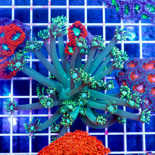 Flower Pot Coral, Metallic Green 3.5" WYSIWYG