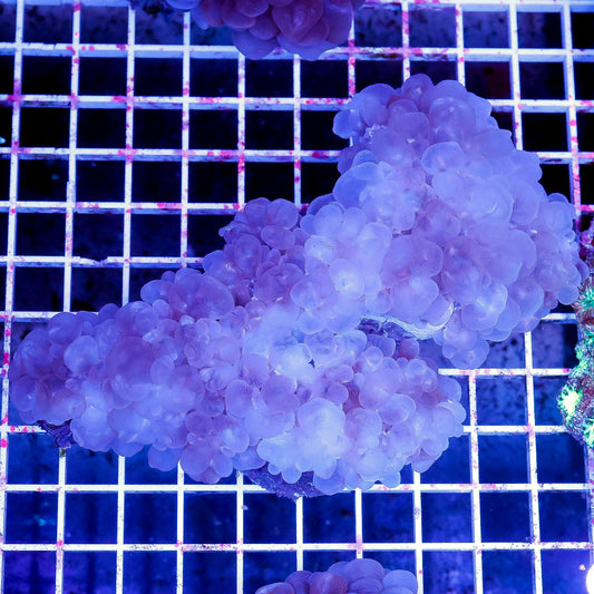Bubble Coral 5" WYSIWYG