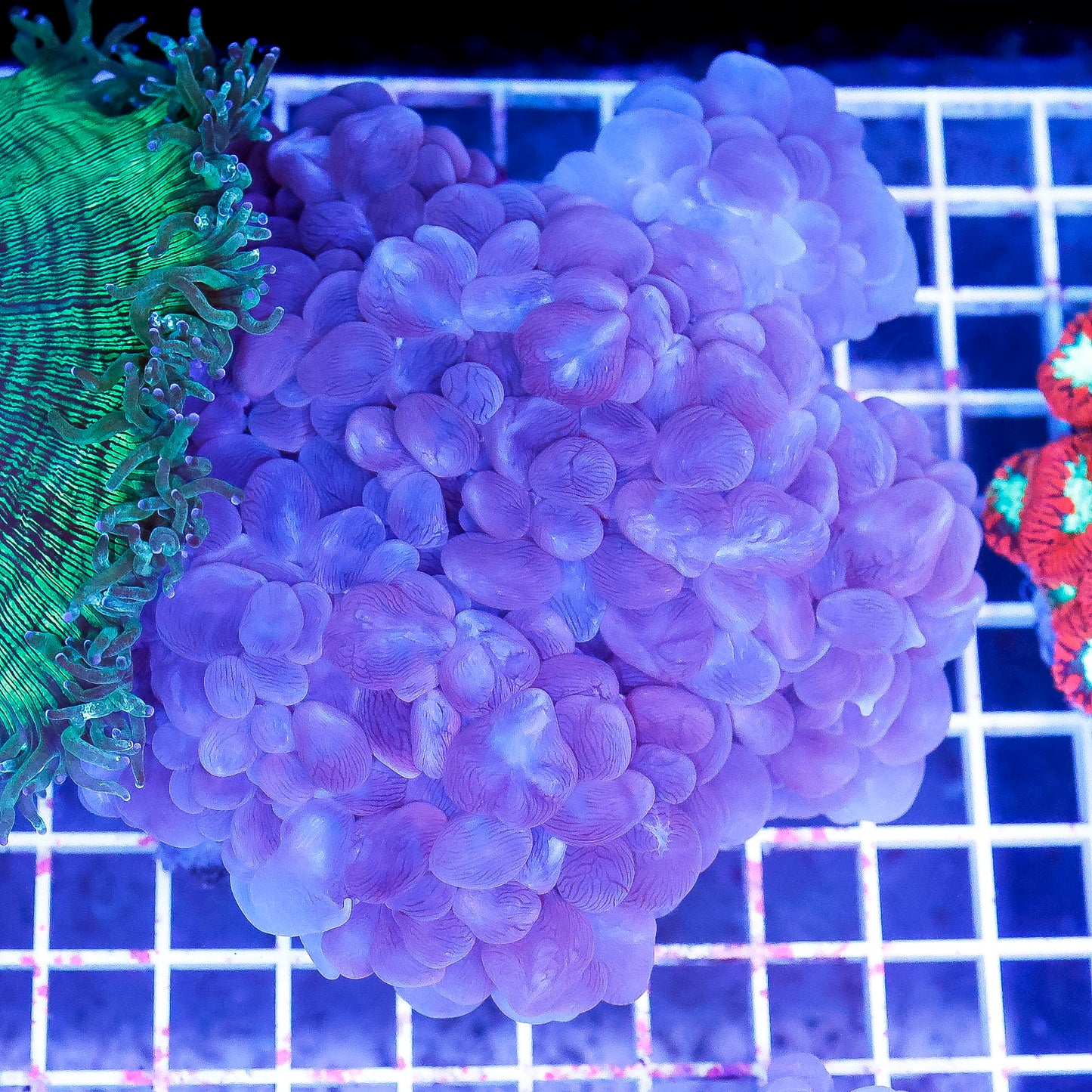 Bubble Coral 4.5" WYSIWYG