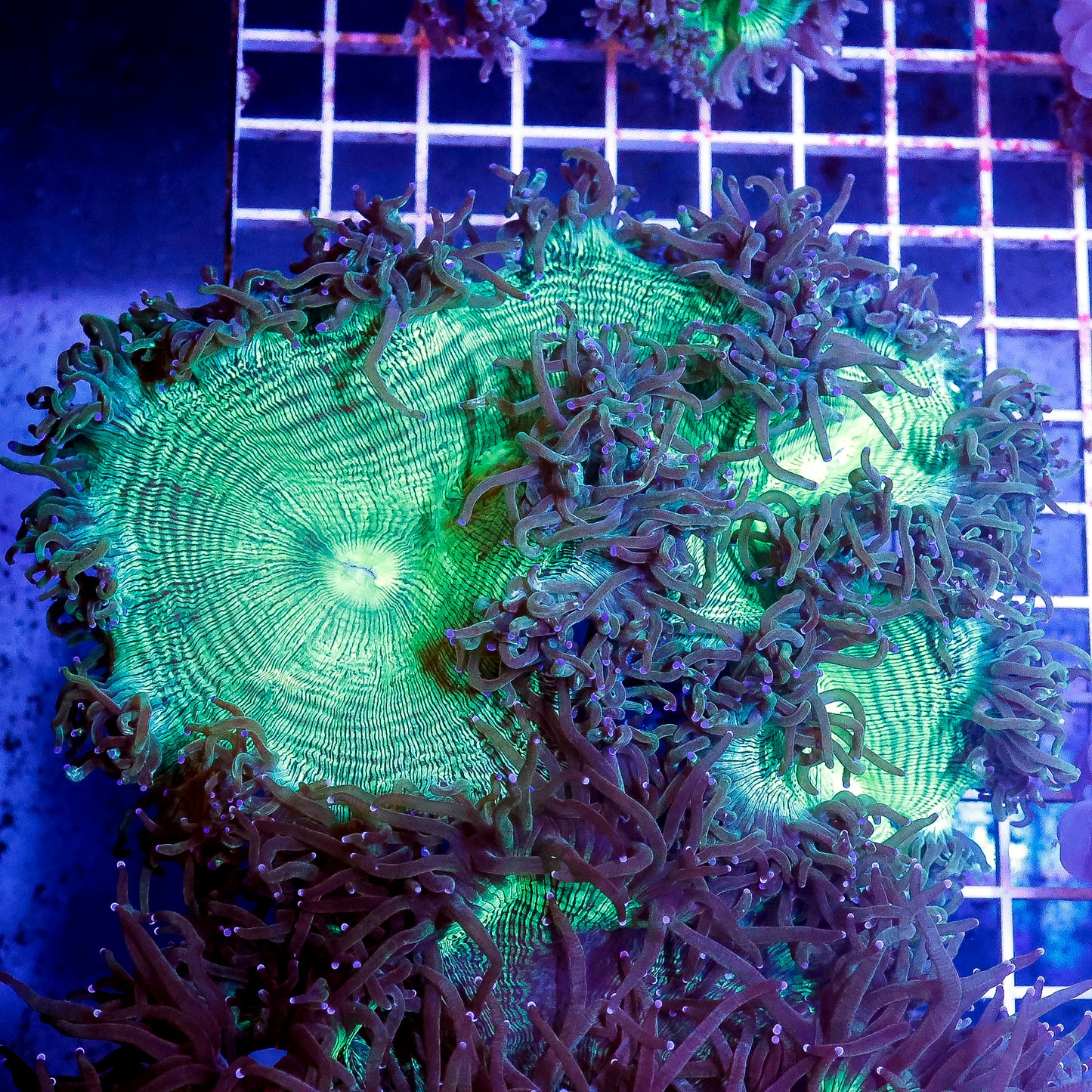 Elegance Coral 5" WYSIWYG