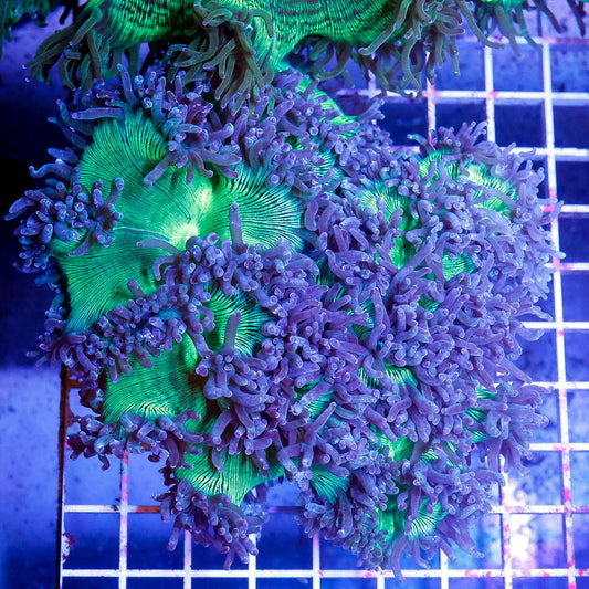 Elegance Coral 4.5" WYSIWYG