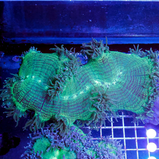 Elegance Coral 6" WYSIWYG
