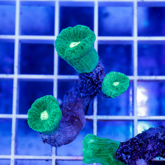 Candy Cane Coral Indonesia