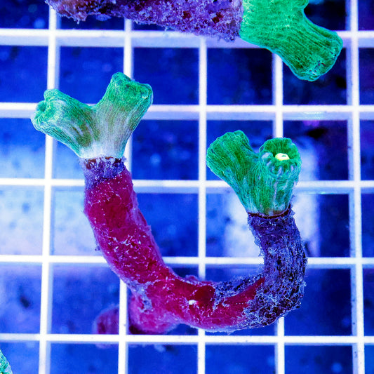 Candy Cane Coral 1.75" WYSIWYG