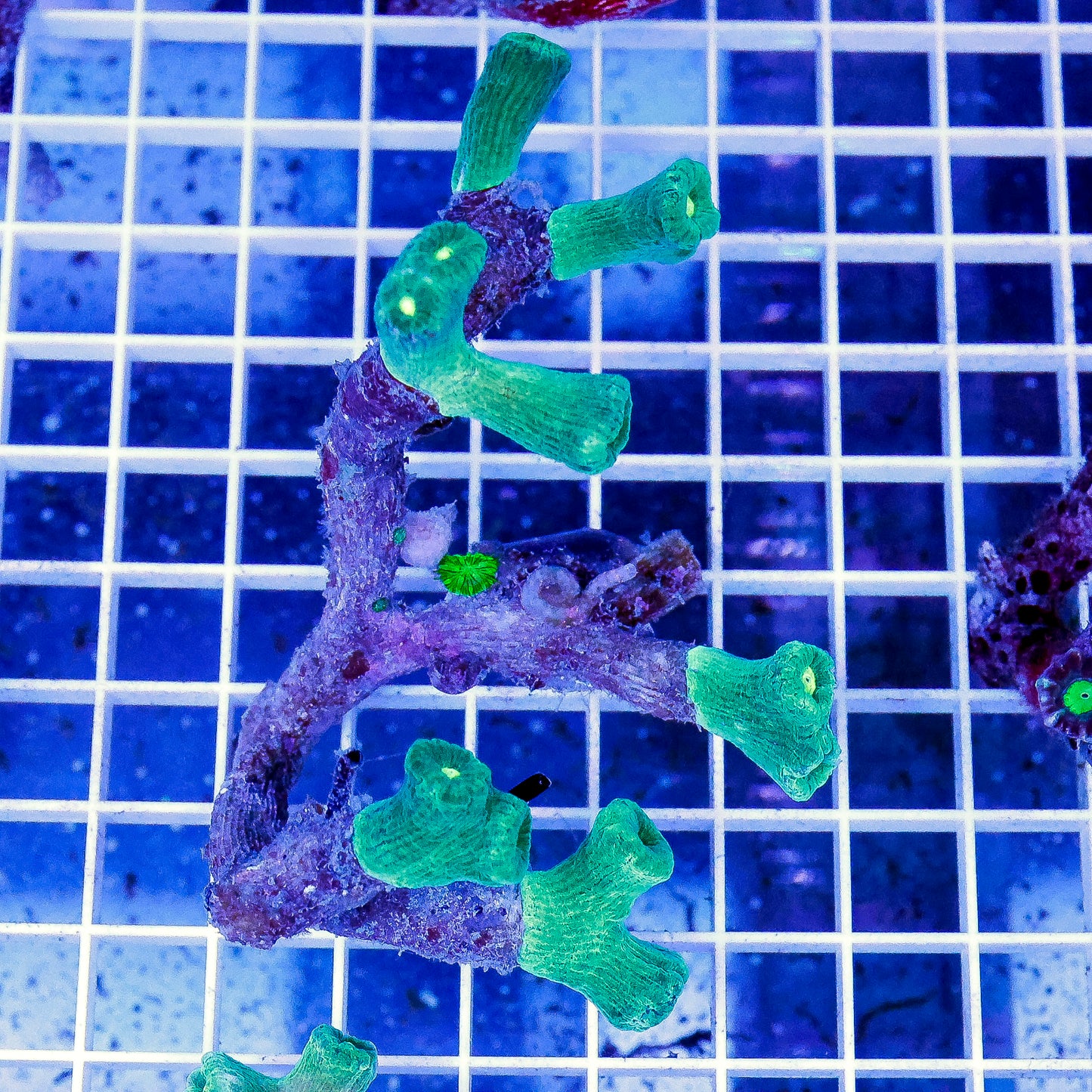 Candy Cane Coral 4.25" WYSIWYG