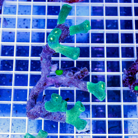 Candy Cane Coral 4.25" WYSIWYG