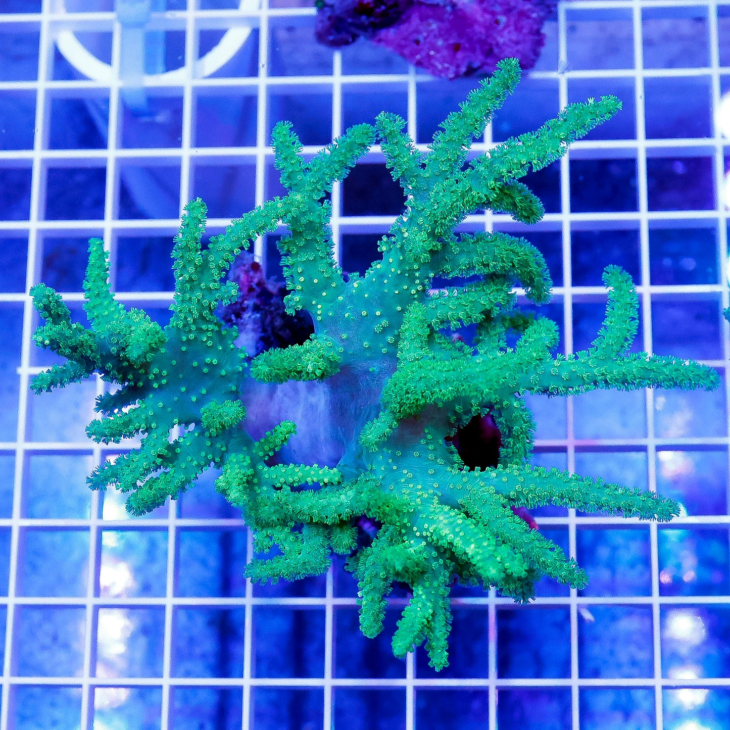 Green Spaghetti Finger Leather Coral 4.5" WYSIWYG