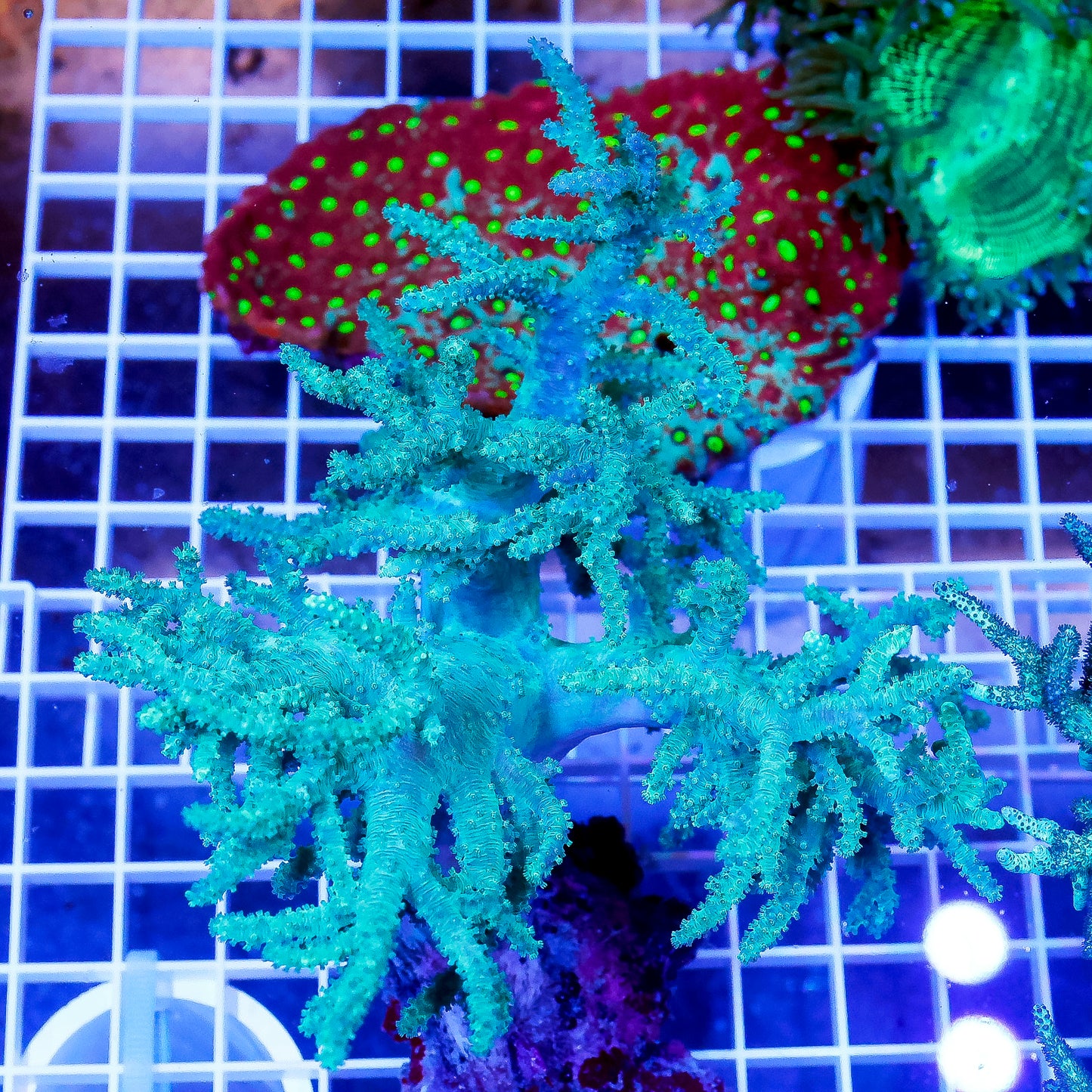 Green Spaghetti Finger Leather Coral 4.5" WYSIWYG