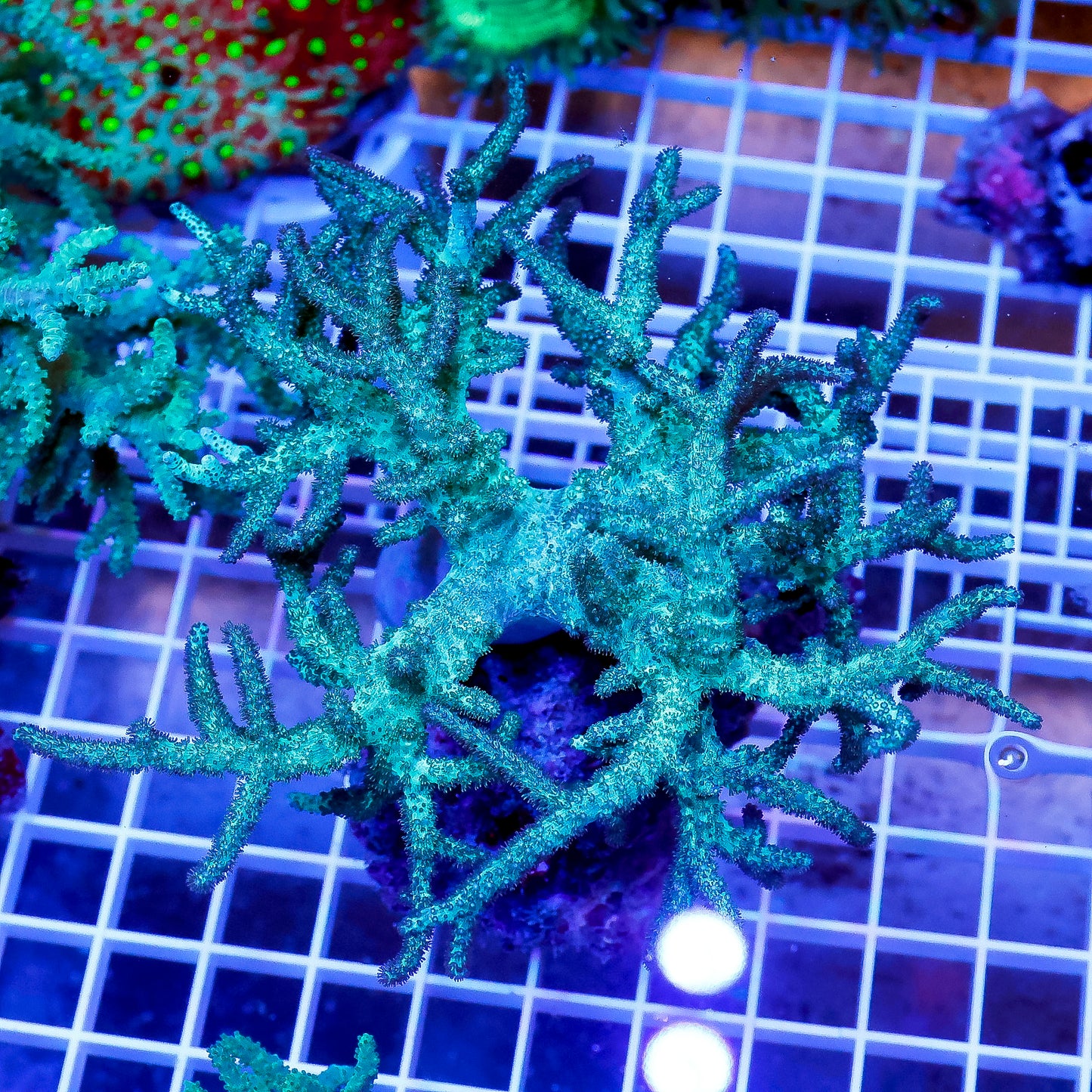 Green Spaghetti Finger Leather Coral 4.5" WYSIWYG
