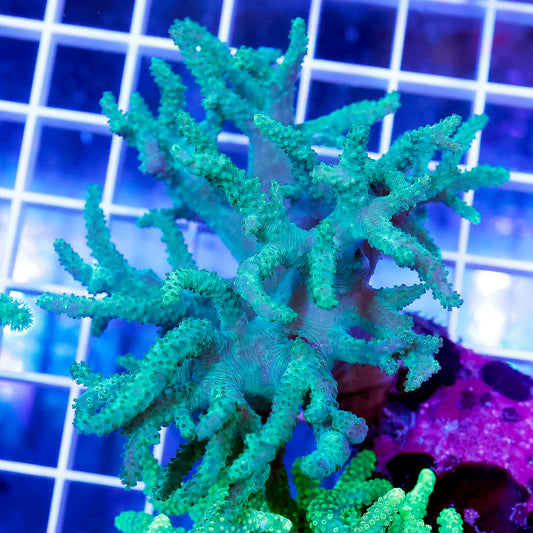 Green Spaghetti Finger Leather Coral 3" WYSIWYG