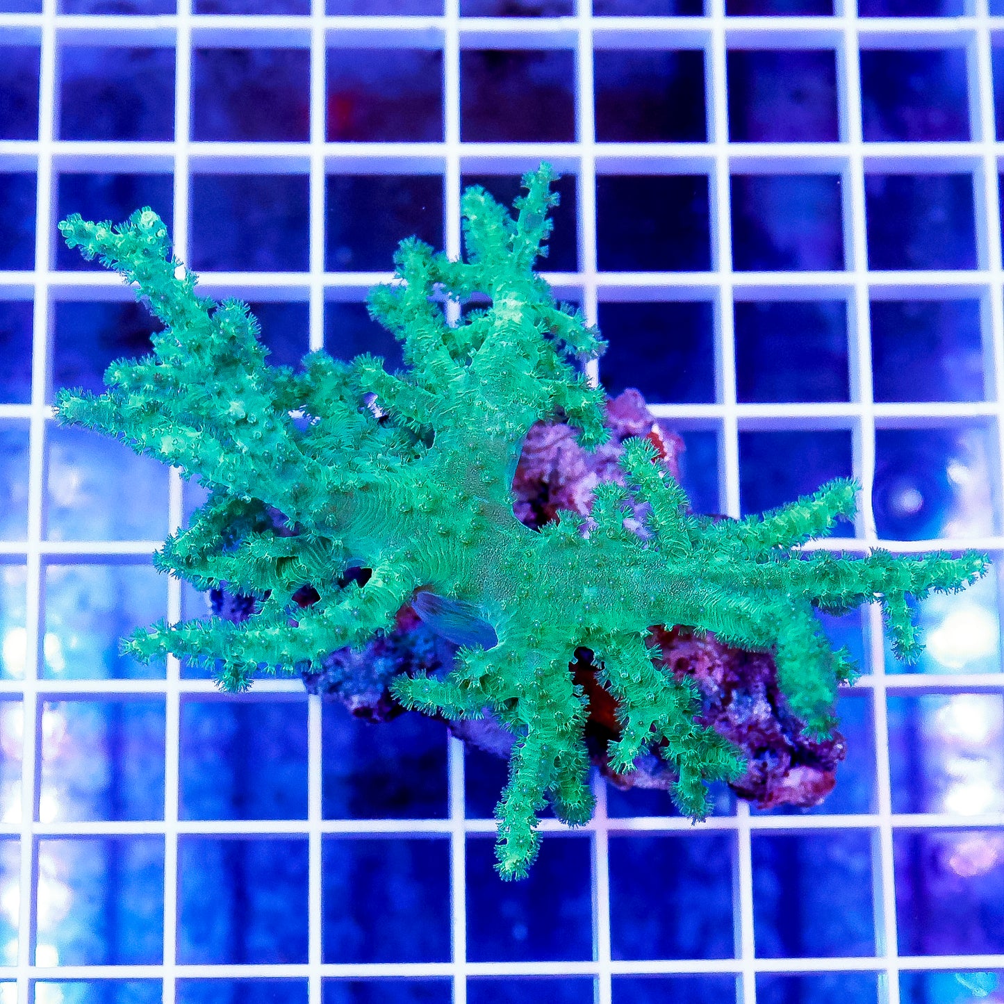 Green Spaghetti Finger Leather Coral 3.5" WYSIWYG
