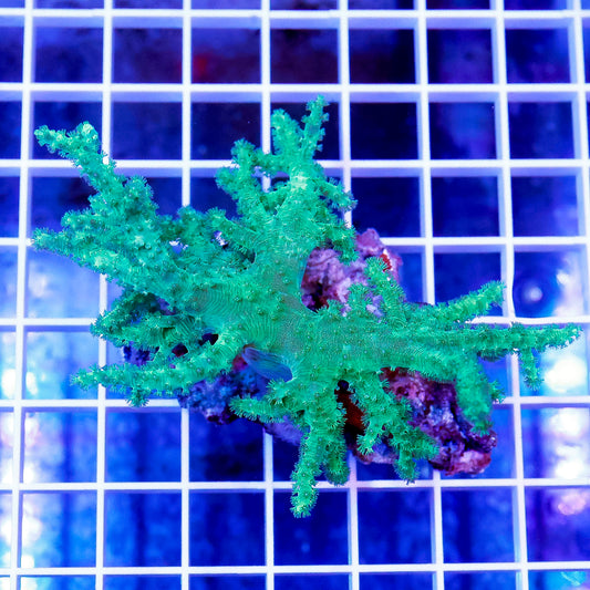 Green Spaghetti Finger Leather Coral 3.5" WYSIWYG