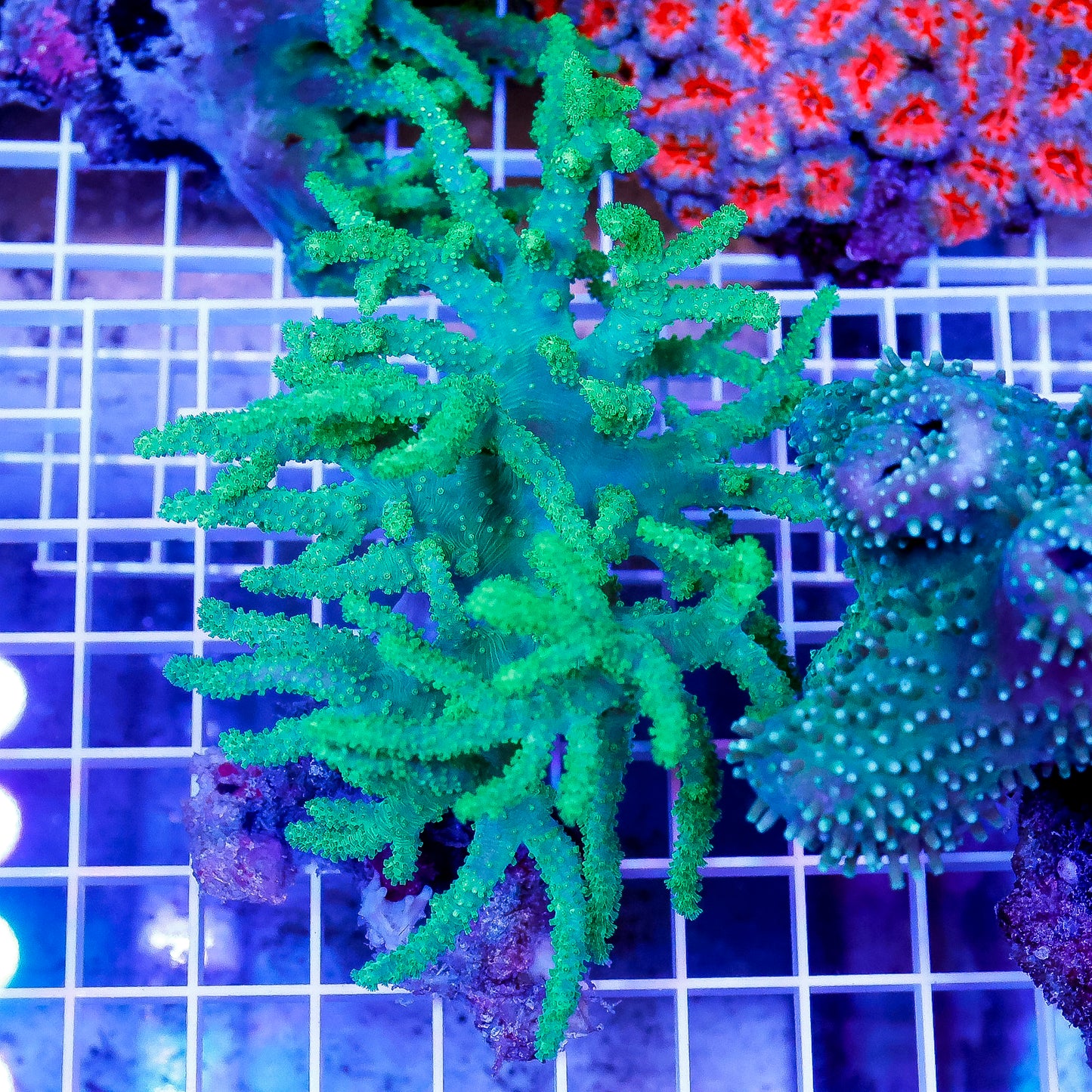 Green Spaghetti Finger Leather Coral 4.5" WYSIWYG