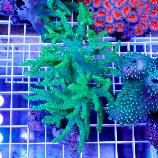 Green Spaghetti Finger Leather Coral 4.5" WYSIWYG