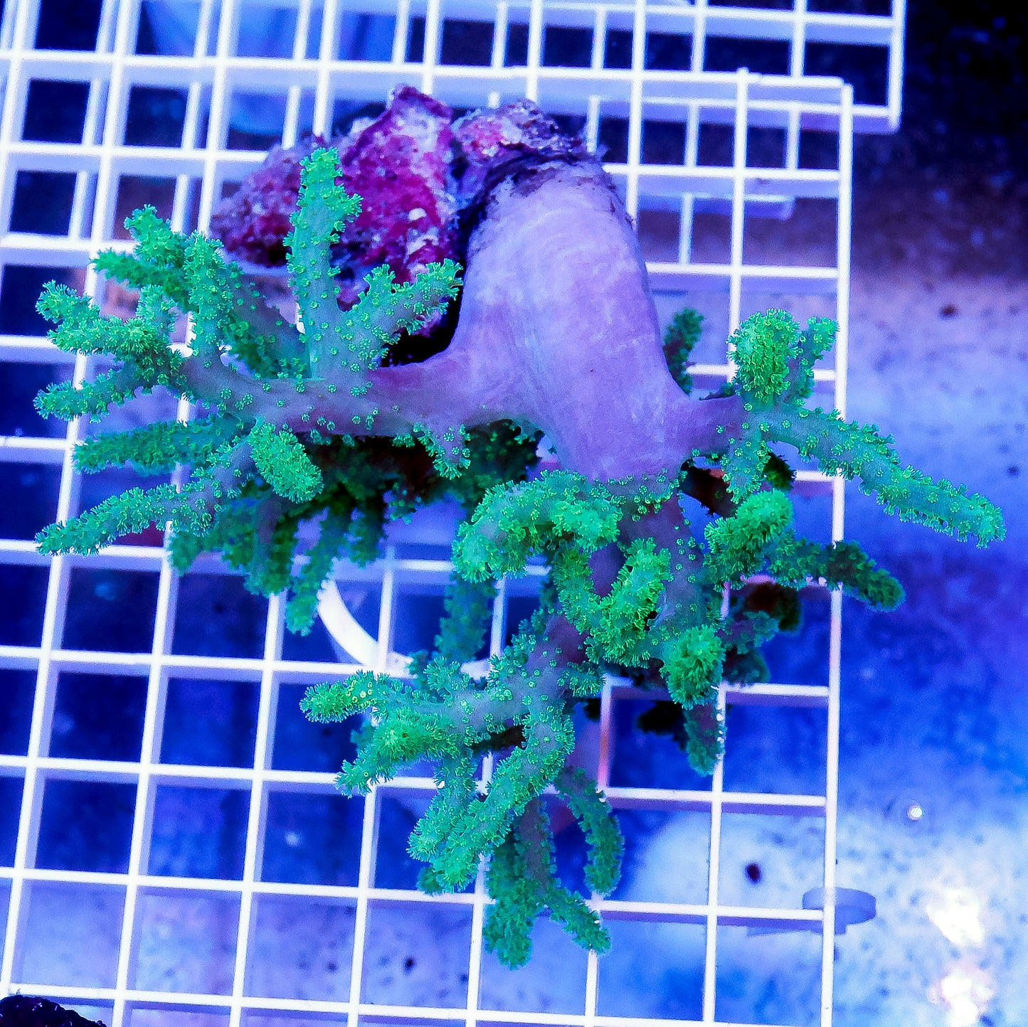 Green Spaghetti Finger Leather Coral 4" WYSIWYG
