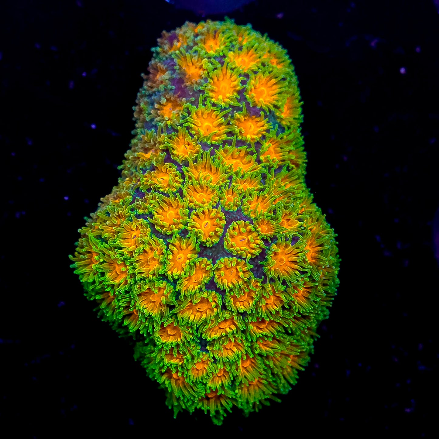 USA Aquacultured John Deere Leptastrea Coral 1" WYSIWYG