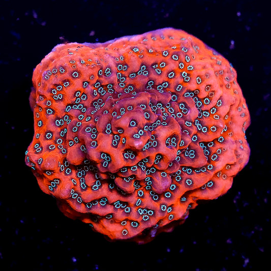 Dragonfruit Montipora Coral - USA Aquacultured .75" WYSIWYG