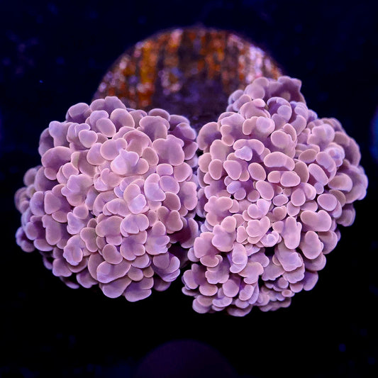 LiveAquaria Aquacultured Pink Hammer Coral 1.5" WYSIWYG