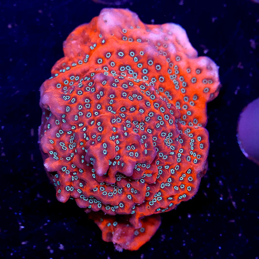 Dragonfruit Montipora Coral - USA Aquacultured 1" WYSIWYG