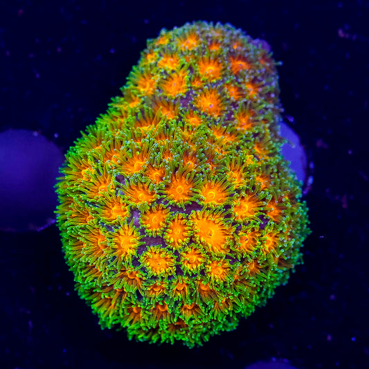 USA Aquacultured John Deere Leptastrea Coral 1" WYSIWYG