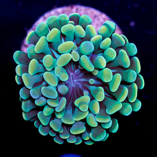 LiveAquaria Aquacultured Green Hammer Coral 1" WYSIWYG