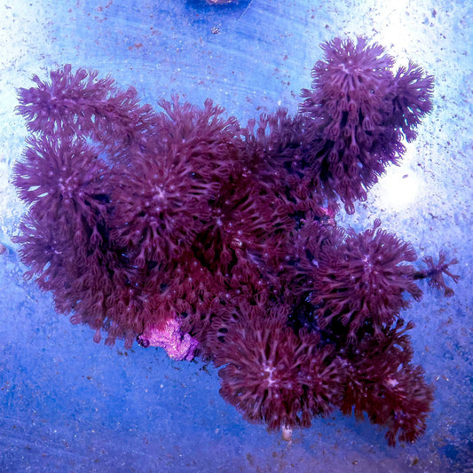 Sea Stalk Briareum 7" WYSIWYG
