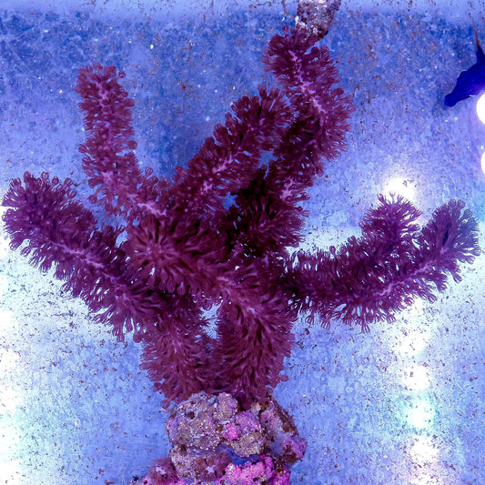 Sea Stalk Briareum 6.5" WYSIWYG