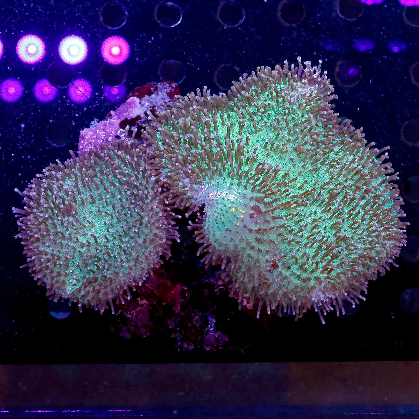 Green Toadstool Mushroom Leather Coral 5" WYSIWYG