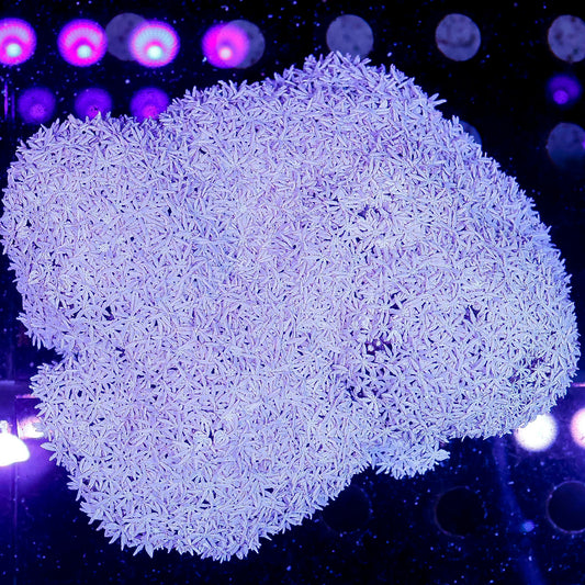 Pipe Organ Coral 4.5" WYSIWYG