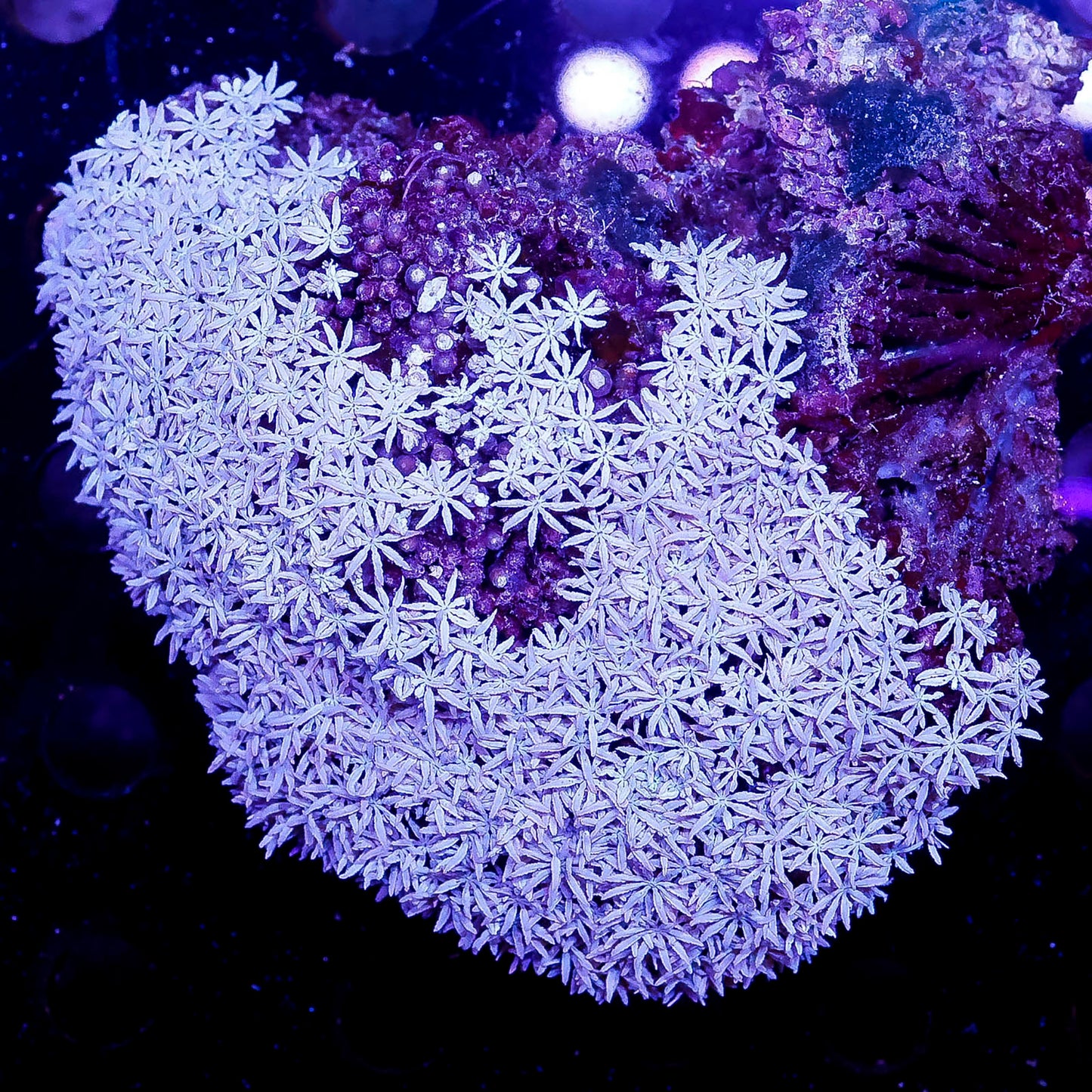 Pipe Organ Coral 4" WYSIWYG