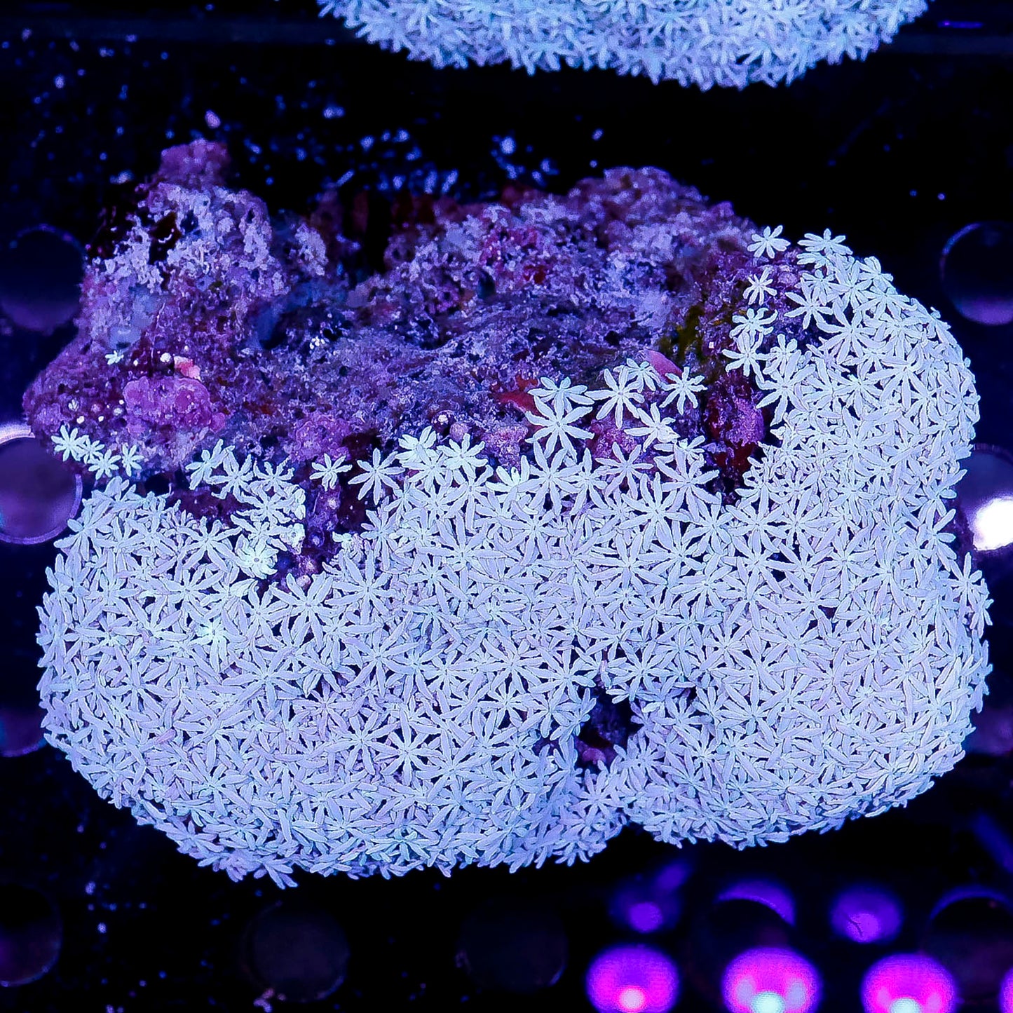 Pipe Organ Coral 4" WYSIWYG