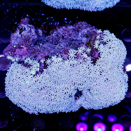 Pipe Organ Coral 4" WYSIWYG