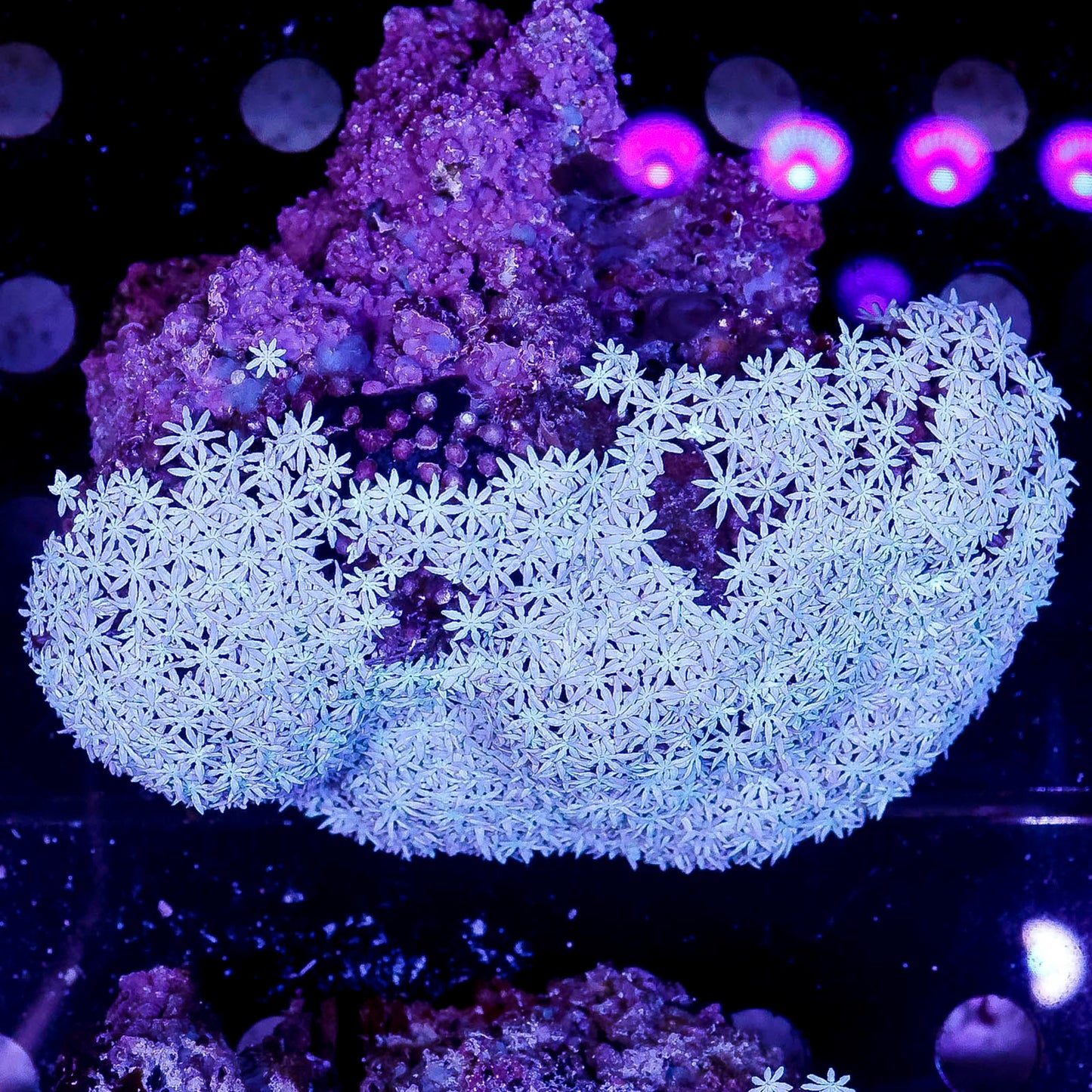 Pipe Organ Coral 4" WYSIWYG