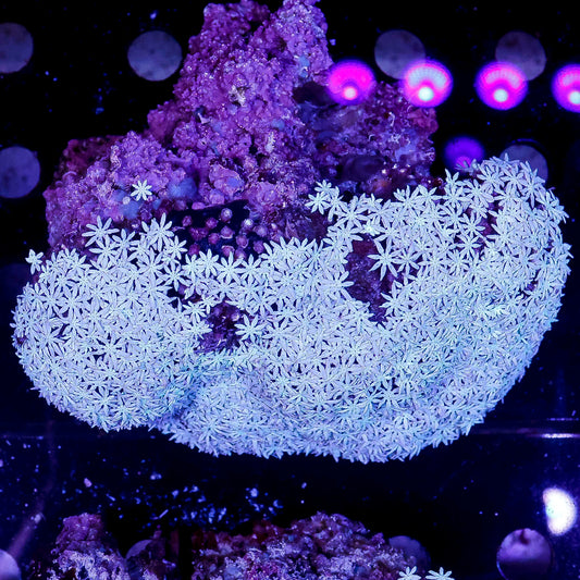 Pipe Organ Coral 4" WYSIWYG