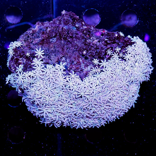 Pipe Organ Coral 3.5" WYSIWYG