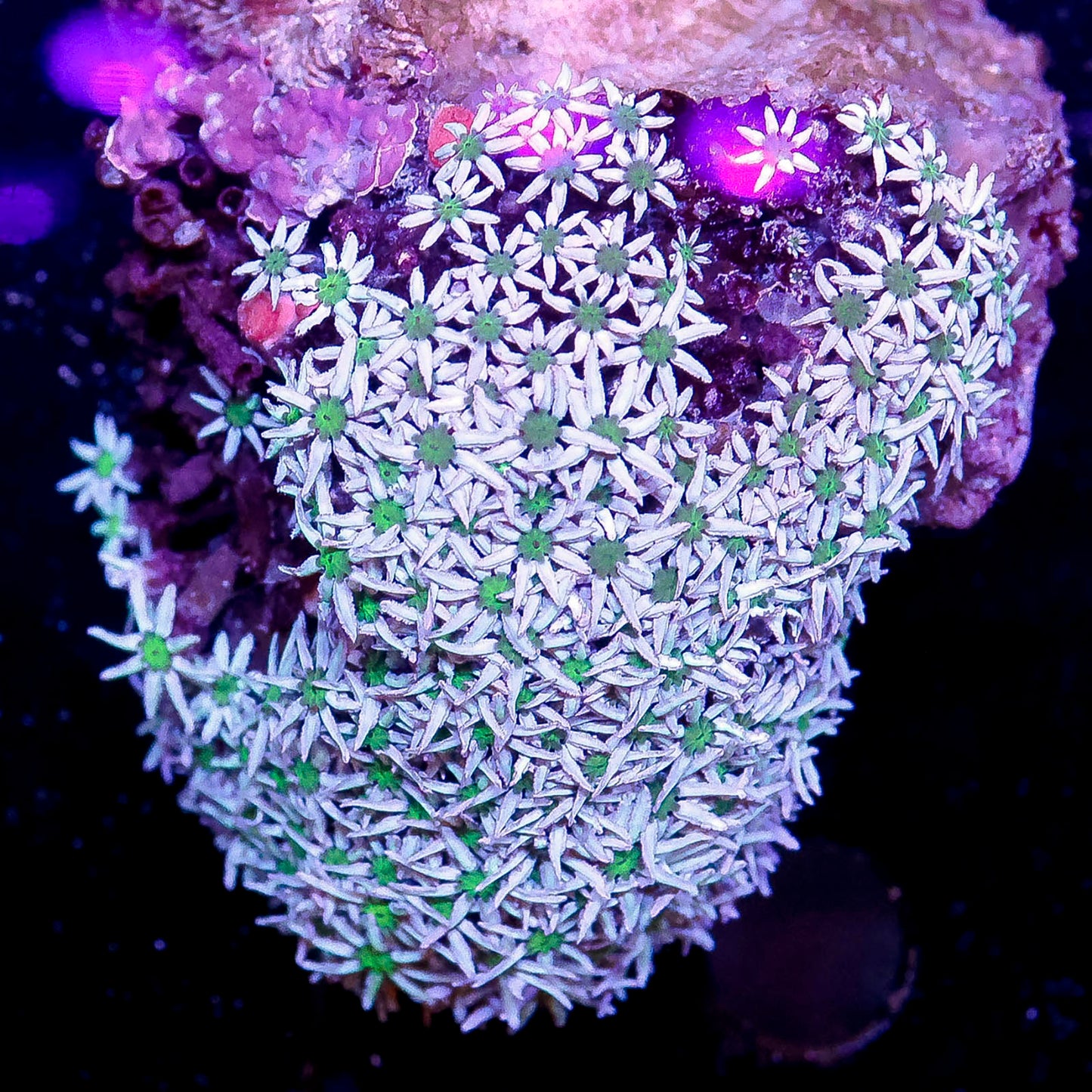 Green Pipe Organ Coral 2.5" WYSIWYG
