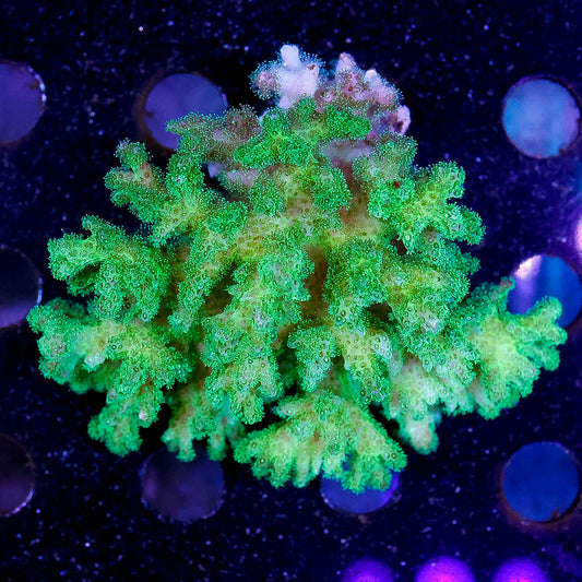 Green Cauliflower Pocillopora Coral 3" WYSIWYG