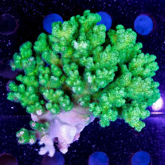 Green Cauliflower Pocillopora Coral 3.5" WYSIWYG