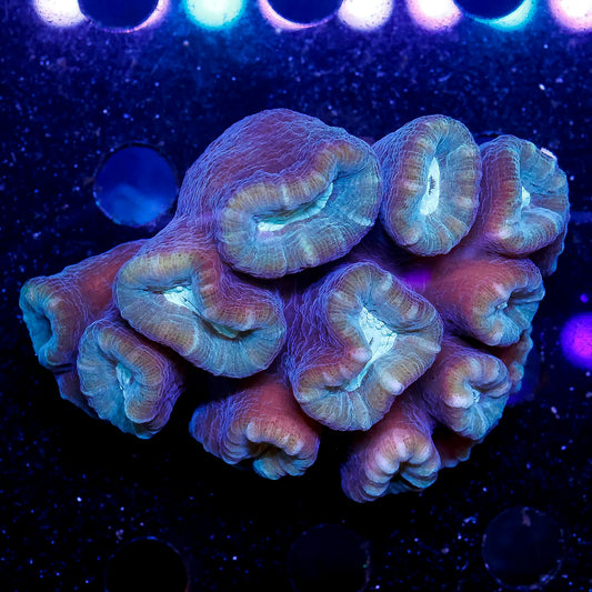Big Pipe Trumpet Coral 2.75" WYSIWYG