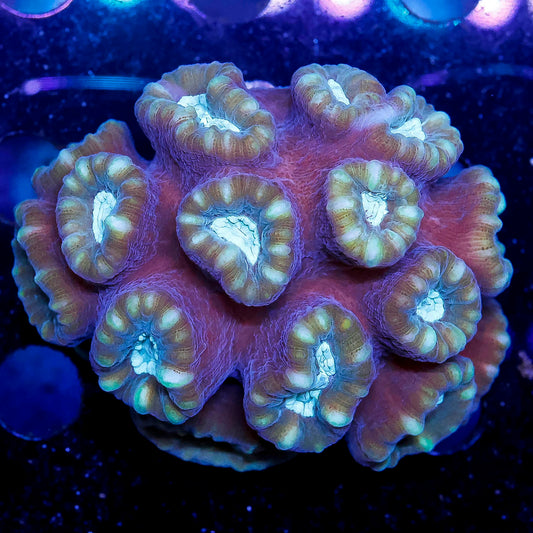 Big Pipe Trumpet Coral 3" WYSIWYG