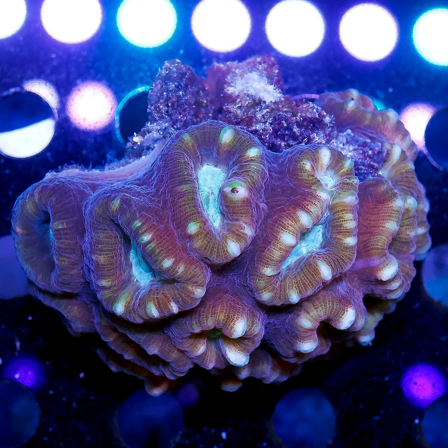 Big Pipe Trumpet Coral 3" WYSIWYG