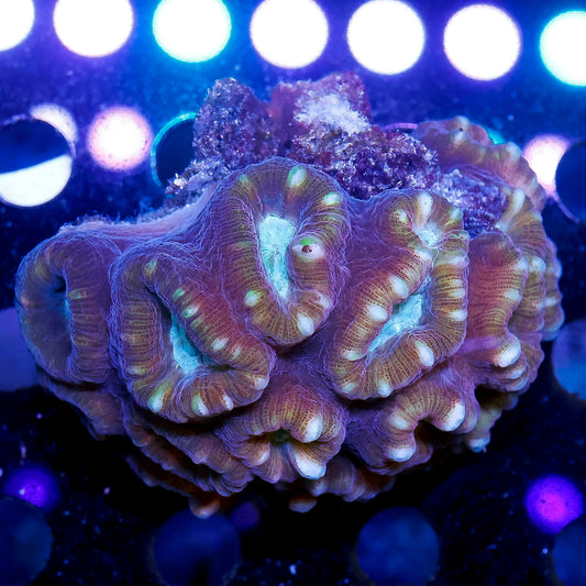 Big Pipe Trumpet Coral 3" WYSIWYG
