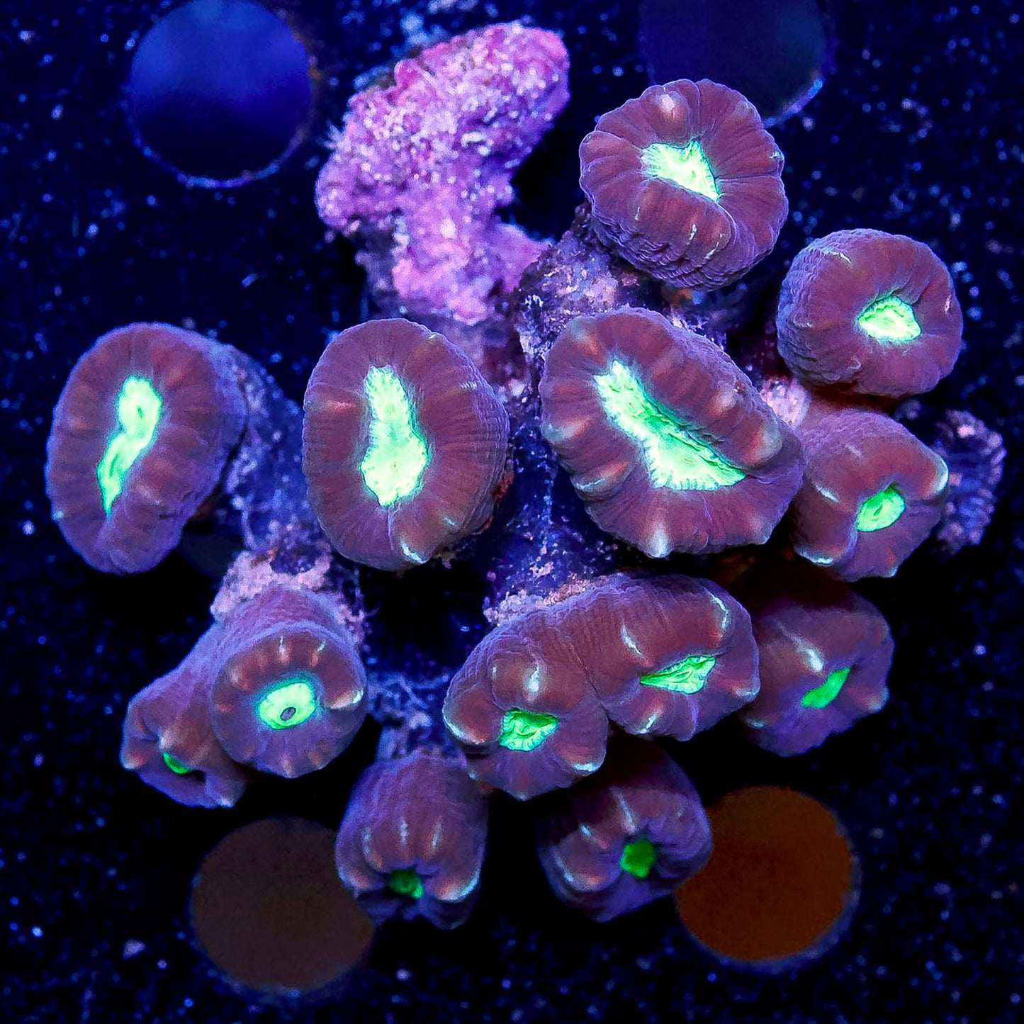 Candy Cane Coral 2" WYSIWYG