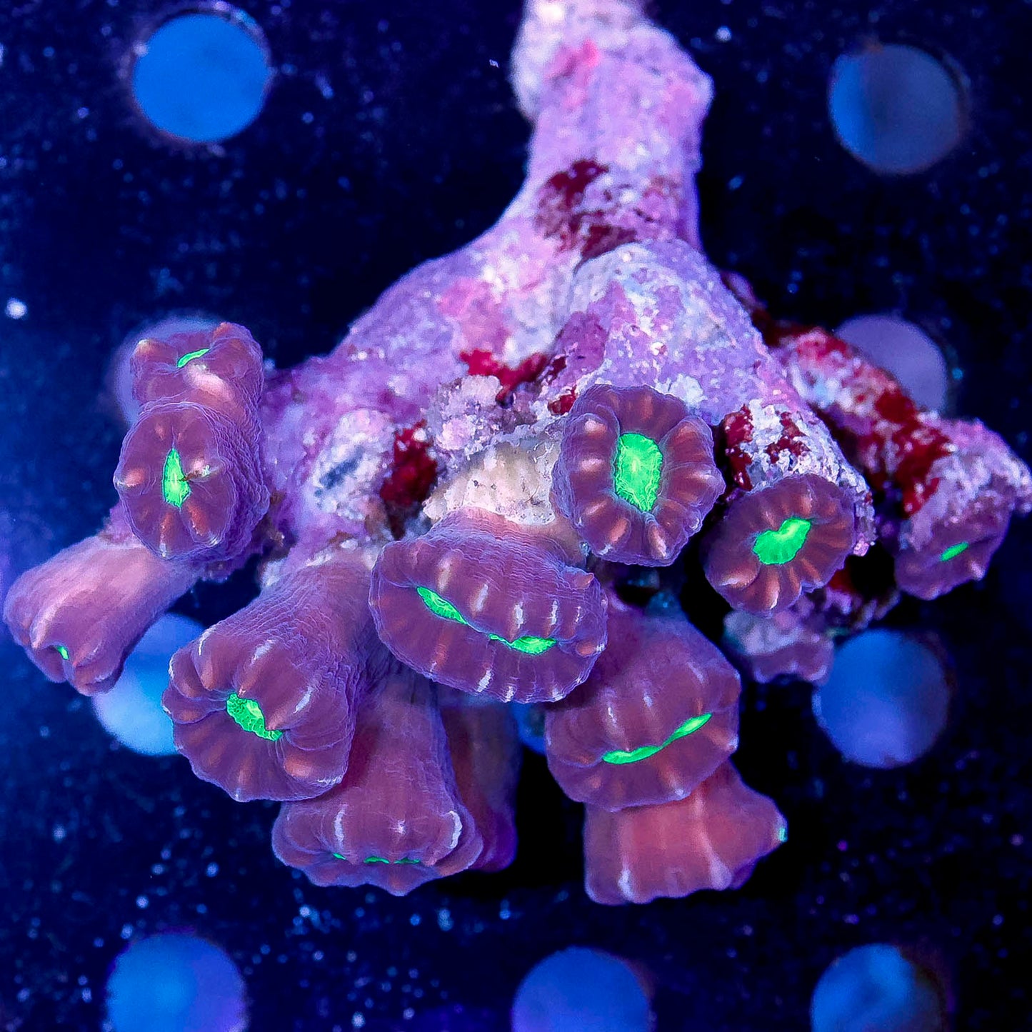 Candy Cane Coral 2.25" WYSIWYG